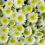 Aster Euro White