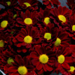 Aster Merah