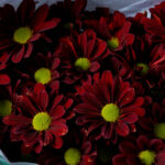 Aster Red